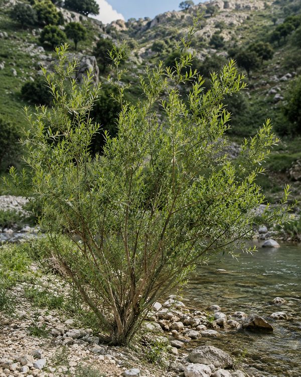 Willow shrub growing beside a rocky stream